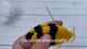Honey Bee Knitting Pattern