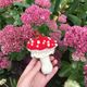 Fly Agaric Mushroom Amanita Muscaria Knitting Pattern