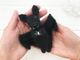 Halloween Bat Toy Knitting Pattern