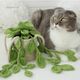 A knitted pothos plant with long, trailing green leaves is displayed in a beige pot, accompanied by a gray and white cat looking to the side. The leaves are a vibrant green, and the pot features a textured pattern. The background consists of soft white decorative elements that enhance the overall brightness of the scene.