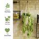 The image features a knitted pothos hanging plant with bright green leaves attached to a light beige, textured basket. The plant is suspended by thick, braided cords from a hook against a tiled background. To the left, there are three small green icons with corresponding text, including a leaf, a cat, and a heart, all in shades of green, highlighting the plant's features and benefits for pet owners. The overall composition is warm and inviting, emphasizing the cozy, handmade quality of the knitt