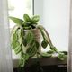 A knitted pothos plant sits in a textured cream-colored pot, with long green leaves cascading down. The leaves are vibrant and varied in shape, mimicking the appearance of a real pothos. The background features a softly lit window with sheer gray curtains that frame the scene, creating a calm and inviting atmosphere. The overall color palette includes shades of green and neutral tones, emphasizing the plant's lush appearance.