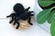 Spider Knitting Pattern: Halloween Toy Tarantula